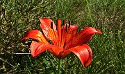 11 Giglio rosso (Lilium bulbiferum)